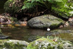 mestolo dalla gola bianca in devon foto