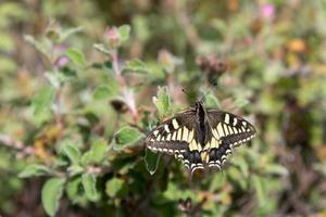 primo piano di una farfalla a coda di rondine in toscana foto