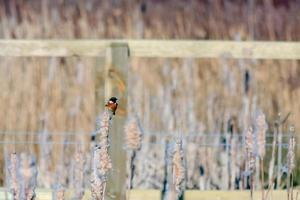 Stonechat comune alle paludi di Rainham foto