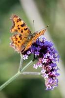 farfalla di virgola che si nutre di una buddleia foto