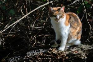 gatto calico godendosi il sole autunnale del tardo pomeriggio foto