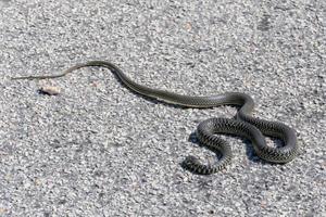 serpente di frusta occidentale su una strada in sardegna foto