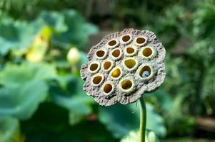 testa di semi di fiore di loto foto