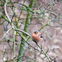 fringuello comune appollaiato su un albero in una fredda giornata di febbraio foto