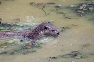 lontra che nuota in un lago foto