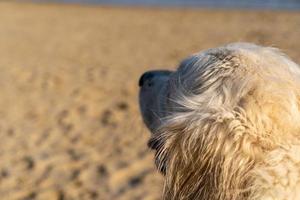 golden retriever che guarda la spiaggia foto