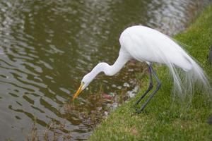 airone, lago, natura foto