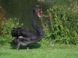 cigno nero adulto foto