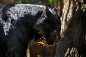 giaguaro nero minaccioso foto