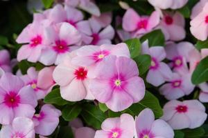 fiori di vinca rosea foto