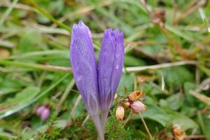 fiore di zafferano selvatico foto