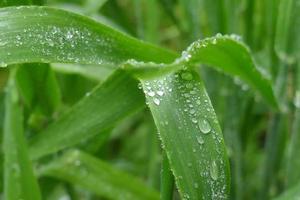 gocce di pioggia su foglie di erba verde foto