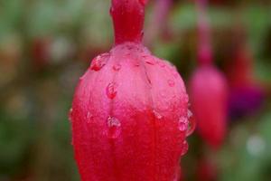 gocce di pioggia su fiori fucsia foto