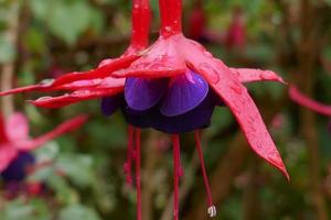 gocce di pioggia su fiori fucsia foto