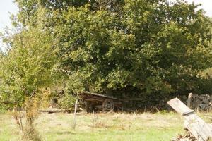 vecchio carrello di legno sotto l'albero foto