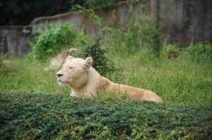 leonessa nel parco verde foto