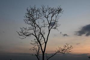 alberi secchi su uno sfondo di montagna al mattino del giorno. foto