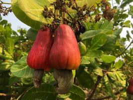 frutti di mela di anacardio maturi asiatici appesi sui rami pronti per essere raccolti dagli agricoltori. messa a fuoco morbida e selettiva. foto