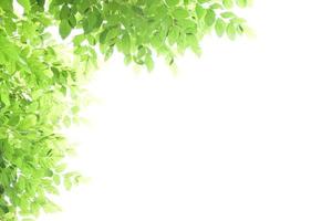 sfondo di foglie di bambù fresco e verde