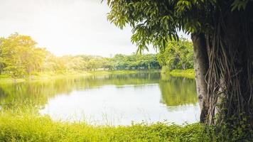 un grande albero nel parco e una pozzanghera in mezzo nelle giornate di sole foto