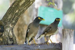 a myna piace vivere in coppia foto