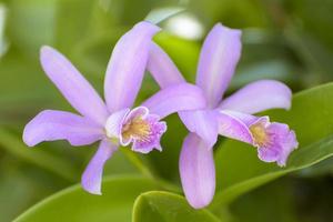 cattleya è un genere di 113 specie di orchidee dalla costa rica e dalle antille meridionali all'argentina. foto