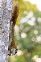 gli scoiattoli mangiano il pane sull'albero. è bellissimo foto