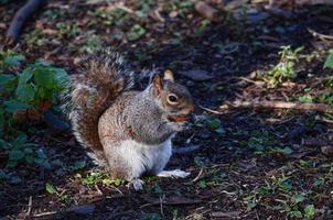 animale mammifero scoiattolo rosso foto