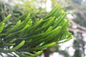 astratto sfocato di foglie di pino per lo sfondo di natale. foto