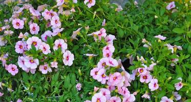 fiore di petunia rosa foto