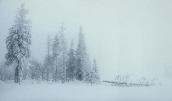 alberi del paesaggio invernale nel gelo e nella nebbia foto