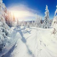 magico albero innevato d'inverno. tramonto nei Carpazi. ukr foto