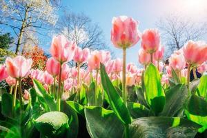 gruppo di tulipani rosa. paesaggio primaverile. sicilia. Italia. Europa foto