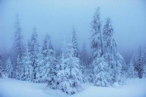 alberi del paesaggio invernale nel gelo e nella nebbia foto