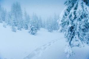 magici alberi innevati d'inverno foto