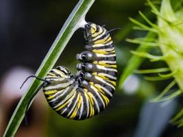 una larva monarca o bruco in fase pre-pupa durante la sua muta finale foto