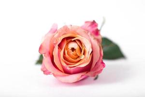 rose rosa su sfondo bianco foto