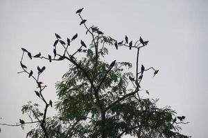 un gruppo di uccelli silhouette presso l'albero foto
