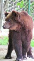 orso bruno allo zoo foto