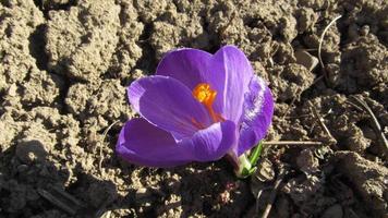 fiore di croco primaverile. fiore di croco viola foto