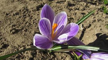 fiore di croco primaverile. fiore di croco viola foto