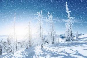 albero d'inverno nella neve. carpazi, ucraina, europa. luce bokeh ef foto