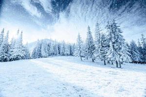 albero d'inverno nella neve. carpazi, ucraina, europa. luce bokeh ef foto