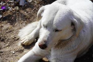 un cane carino sta dormendo faccia di cane foto