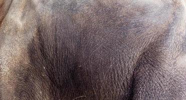 un primo piano del lato di un elefante asiatico ne rivela la trama. foto