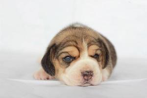 adorabile beagle su schermo bianco. i beagle sono usati in una serie di procedure di ricerca. l'aspetto generale del beagle ricorda un foxhound in miniatura. i beagle hanno un naso eccellente. foto