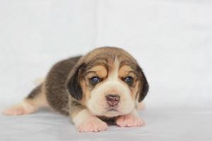 adorabile beagle su schermo bianco. i beagle sono usati in una serie di procedure di ricerca. l'aspetto generale del beagle ricorda un foxhound in miniatura. i beagle hanno un naso eccellente. foto