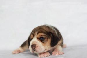 adorabile beagle su schermo bianco. i beagle sono usati in una serie di procedure di ricerca. l'aspetto generale del beagle ricorda un foxhound in miniatura. i beagle hanno un naso eccellente. foto