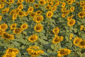 campo di girasole con piantagione di alberi di piante di girasole sullo sfondo del cielo blu naturale del giardino, fiore di sole nella campagna rurale dell'azienda agricola foto