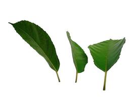 albero su sfondo bianco. foglie verdi isolate su sfondo bianco foto